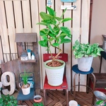 新作♡現品【くねっとアルテシマ】おしゃれグリーン♡人気の観葉植物！素敵な陶器鉢！