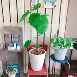 現品SALE♡【くねっとウンベラータ】可愛いハートリーフ♡人気観葉植物！白系ナチュラル陶器鉢♪