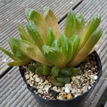 【sa0chi-7様専用】宝草★抜き苗★ハオルチア★多肉★多肉植物★寄せ植え★