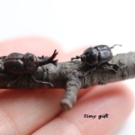 【再再販】ミニチュアカブトムシ（オス・メス）と飼育セット