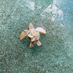 【rakiayさま専用】亀＆プルメリア Topのみ