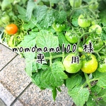 momomama100様専用　iPhone11ケース