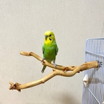国産カイヅカイブキの自然木パーチ【文鳥・セキセインコ・コザクラインコ・オカメインコ】鳥とまり木