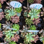　多肉植物　7種多肉寄せ植え