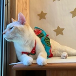 🍉スイカビキニセット♡犬♡猫