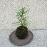 【苔玉】カラマツ