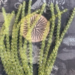光る【1連25コセット】JIRI＊IVANA #czech beads#チェコビーズ　FP6㎜　lime green