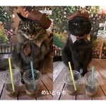 カフェ店員さん、猫ちゃんの首輪
