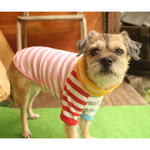 犬服 ひんやり 防蚊服 モステクト newバージョン カラフルボーダー 黄色タートル 縁取りカラフルバージョン
