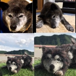 羊毛フェルト ハンドメイド  オーダー品 愛犬さん 甲斐犬 ミックス ロクさん 犬