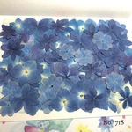 ♡new♡選別前だからお安く♡紫陽花の押し花セット♡
