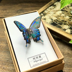 蝶の標本(ピンブローチ)