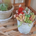 🆕ミントグリーンのブリキ器の多肉植物の寄せ植え   