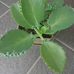 子宝草