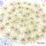 ♡new♡作家様必見♡ ♡レースフラワー 押し花♡
