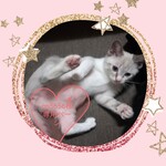 co5656様専用ページです☆