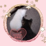toccikun様専用ページ