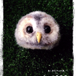 オーダーメイド✴︎fanjayaさま専用✴︎モリフクロウの雛