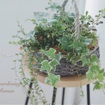 ꫛꫀꪝ✧‧˚クランベリー＆癒されgreenのナチュラル可愛い寄せ植え