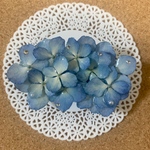 たっぷり紫陽花のバレッタ