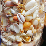 大人気*海からの贈りもの * 〜貝殻たち〜 ウェディングに大活躍♪