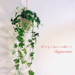 ボリュームいっぱい！シュガーバイン ハンギングポーチ仕立て 観葉植物 インテリア 壁掛け(No.48)