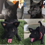 羊毛フェルト オーダー品 愛犬さん 甲斐犬 楽ちゃん 犬