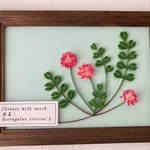 植物図鑑シリーズ（レンゲソウ）ペーパークイリング