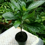 琉球藍挿し木発根大苗(