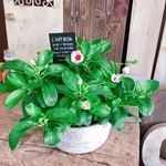 ラスト！再販♡【カップ咲き日々草 寄せ植え】素敵なお花ガーデニング♡白系ブリキ鉢♪ガーデンピックつき