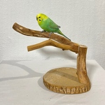 自然木（カイヅカイブキ）卓上パーチ【文鳥・セキセイインコ・アキクサインコ・サザナミインコ・オキナインコ・ウロコインコ】鳥とまり木 鳥用品