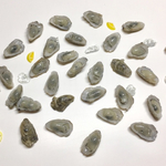生牡蠣・ばら売り