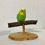 【yuzuchan様専用】自然木（楠・ツタ）のシンプルパーチ【文鳥・セキセイン子・アキクサインコ・オカメインコ】鳥 とまり木・鳥用品