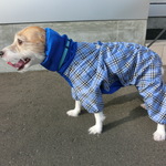 雨の日も楽しくなる小型犬用ＫＡＰＰＡ　Ｍサイズ