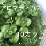 アロマティカス 