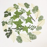 押し花素材　材料　117