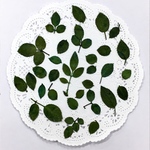 NO.546 再販✨薔薇の葉／押し花素材