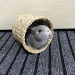 うさぎ 羊毛フェルト ネザーランドドワーフ ミニうさぎ 