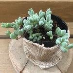 碧漁連（ヘキギョレン）