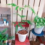 新作！現品♡爽やかグリーン【エバーフレッシュ】♪人気の観葉植物♡白系ブリキ鉢！お手軽サイズ