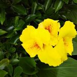 felice595様用