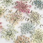 レースフラワーのドライフラワー　お楽しみ♡mix