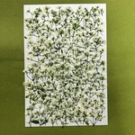 no様専用　押し花素材🌼ユーフォルビア🌼5セット