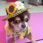 夏 ひまわり麦わら帽子花の帽子 すずらんテープ🌻