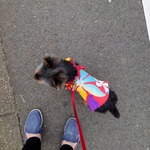 着せやすい犬服・⛱️ムームー&アロハシャツ🌸🌻オーダーメイドで🐾✨