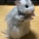 飼い主様からのオーダー❤️ふわふわのチョコちゃん