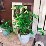 新作♡現品【シェフレラ】お手頃サイズの観葉植物！お洒落な陶器鉢♡斑入りのステキなグリーン♪