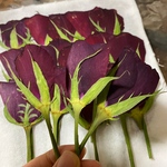 macherie9a様オーダー専用ページ