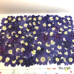 ♡new♡選別前だからお安く♡バーベナの押し花セット♡