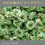 【50個】かすみ草のドライフラワー（グリーン）ふんわりカラー